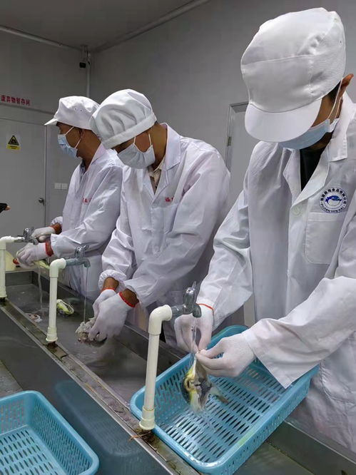 中國河鲀第一村養成記 從家庭服務到特色產業之路